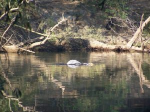 Two Crocs, a Dead Cow and the Mary River, NT