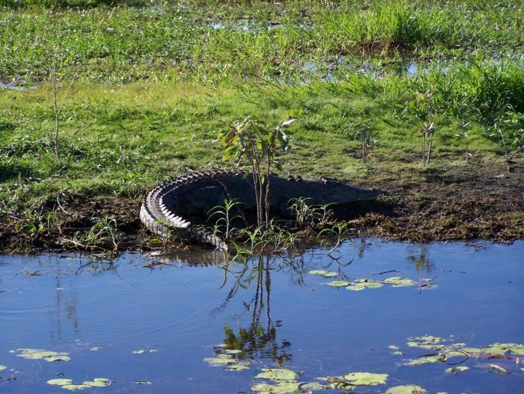 No, that's not a tyre ... Yellow Water dawn cruise, Kakadu National Park