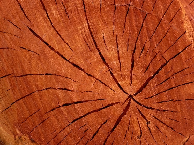 Red Gum Cross Section