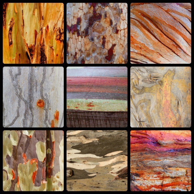 Bark Paintings