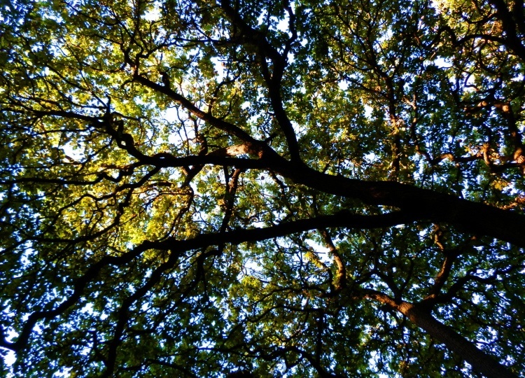 Tree Canopy, Bendigo Botanic Gardens
