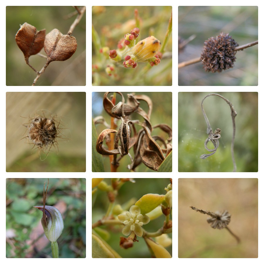 Plants from Little Dip Conservation Park, Robe, Limestone Coast