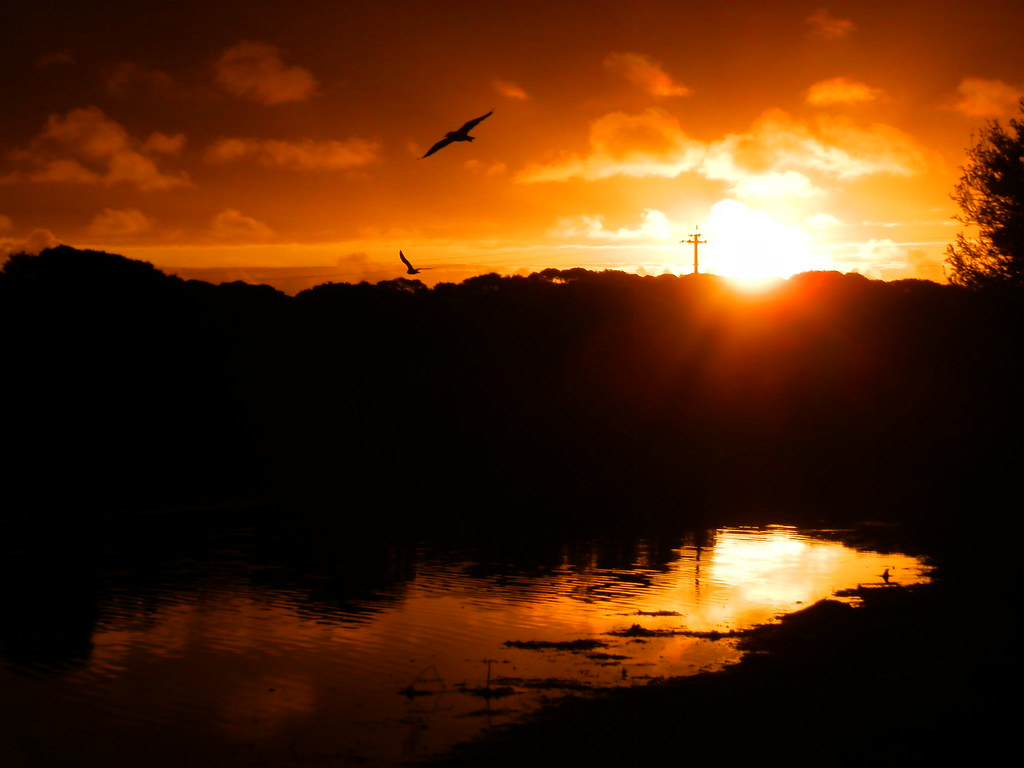 Birds at Sunset, Pub Lake, Robe, Limestone Coast