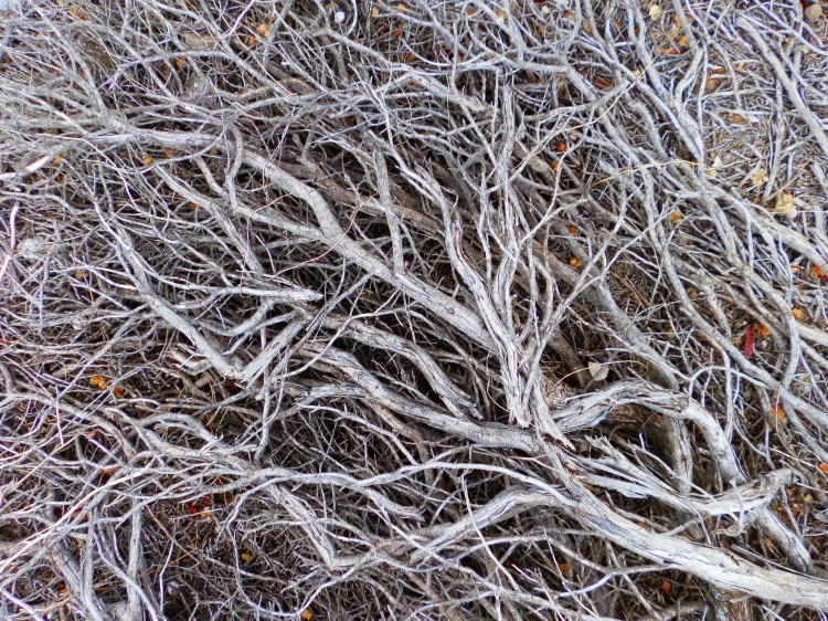 Fallen Mallee, Swan Reach