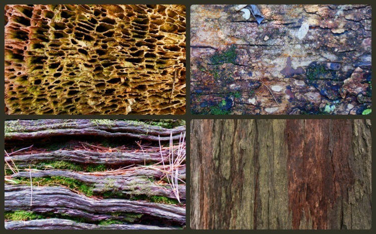 Aged Logs