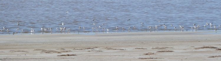 Shorebirds at Lake Tutchewop
