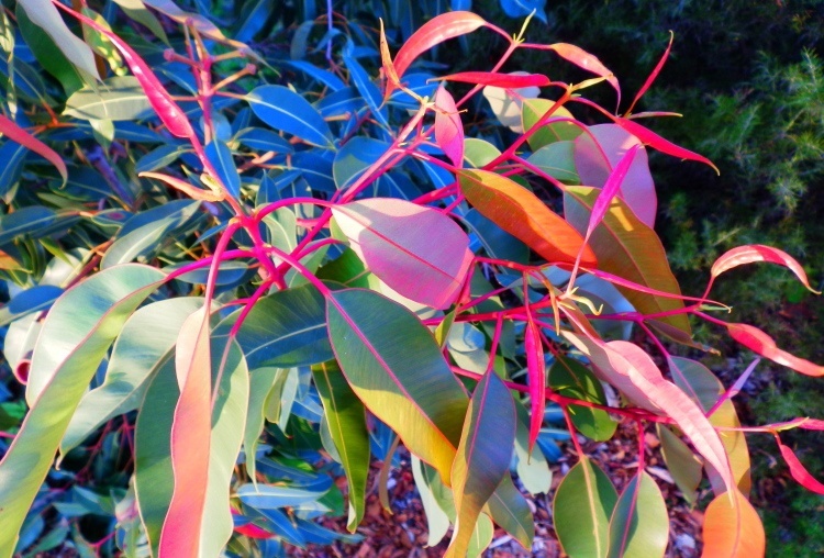 New Growth