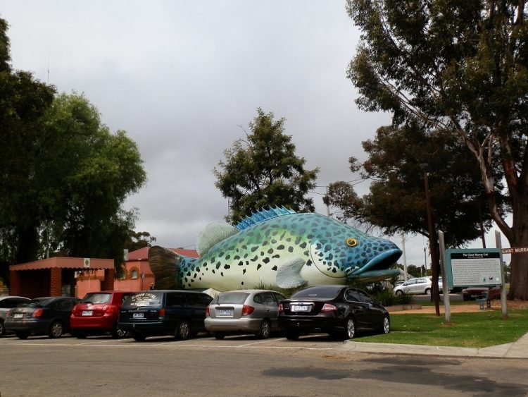 The Big Murray Cod car-surfing, Swan Hill, Victoria