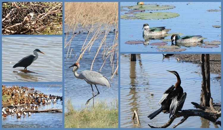 Birds at Marlgu Billabong
