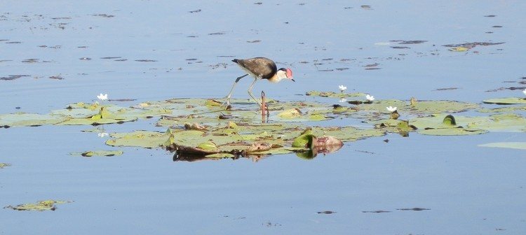 THIS bird walks on water! Comb-crested Jacana