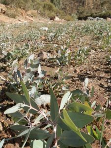 Eucalypts in River Bed