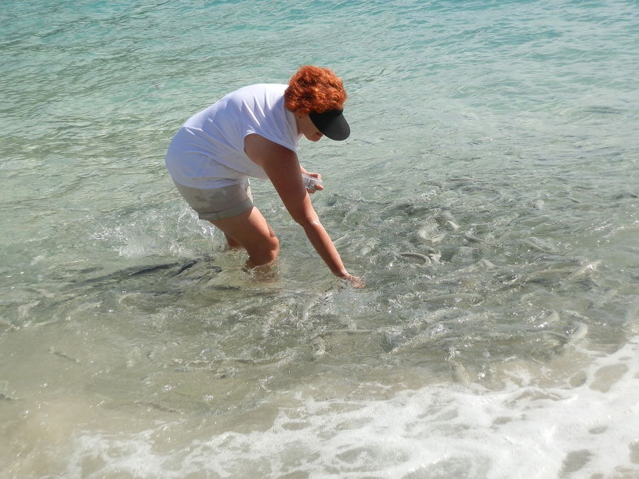 Red feeds the fish at Neds Beach, Lord Howe Island