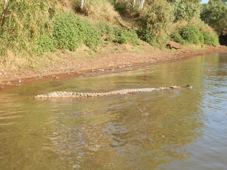 Lord Lizard leaves, Victoria River, NT