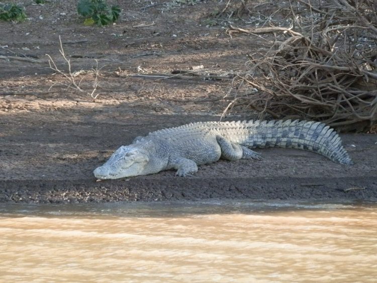 White Crocodile, Victoria River, Northern Territory