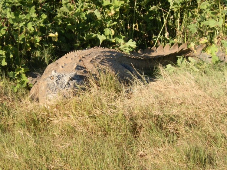 Would you trust this face? Huge Saltwater crocodile at Victoria River via Timber Creek, NT