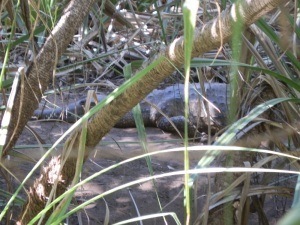 Lurking on the banks of Timber Creek!