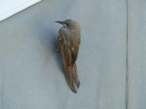 The Bird dries off after being rescued