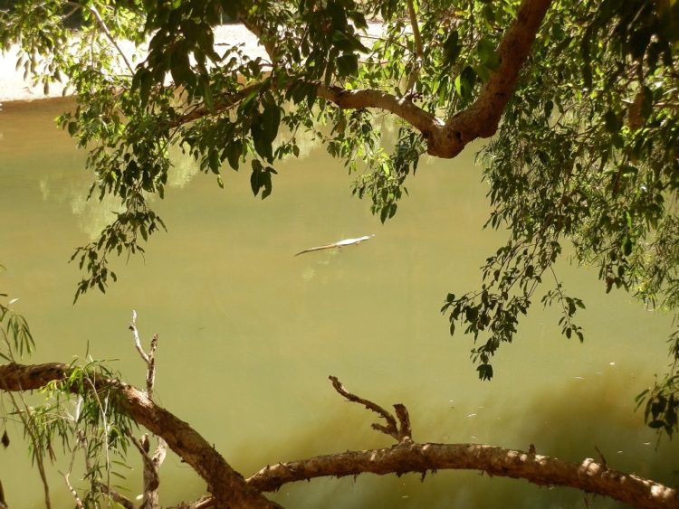 Would you swim with this little beauty? Freshwater crocodile at Windjana Gorge, via Derby, WA