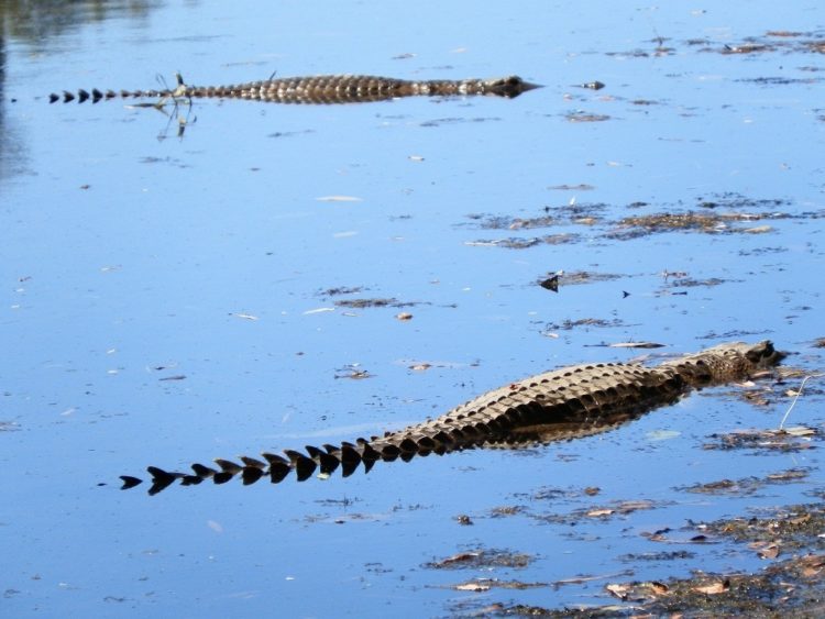 Freshwater Crocs at Windjana Gorge, WA