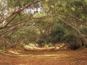 Depot Glen, via Milparinka, New South Wales