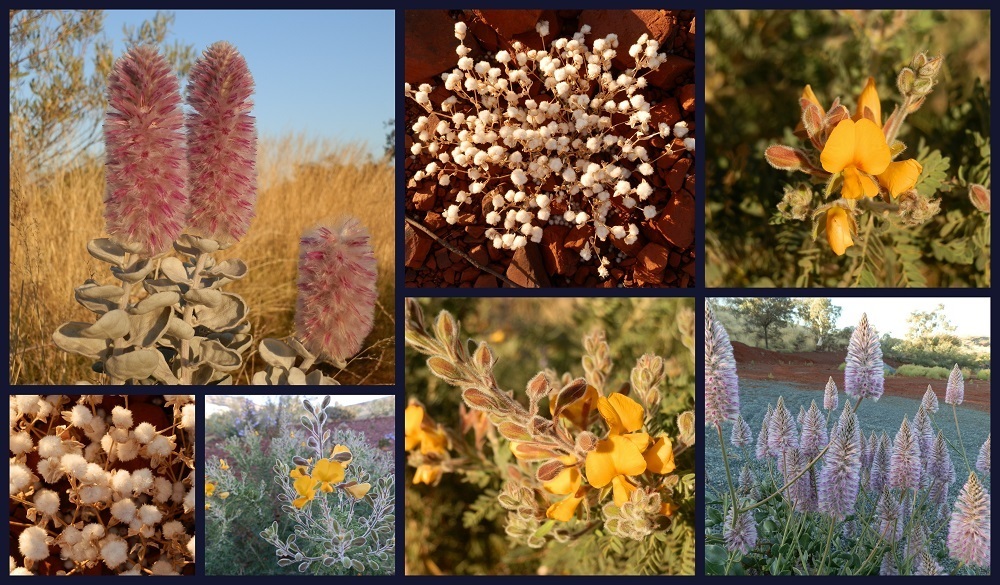 Tom Price Wildflowers, Western Australia
