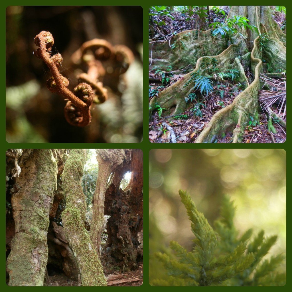 Trees Ferns Moss