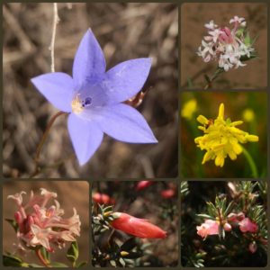 Wyperfeld Wildflowers